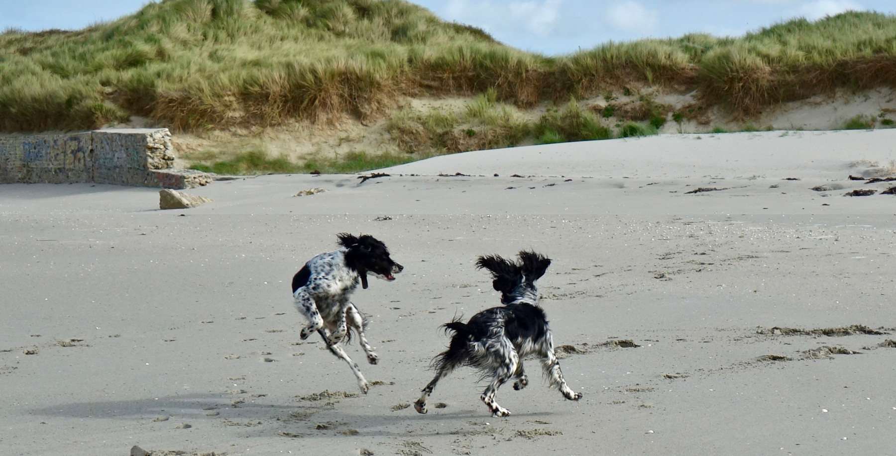 Hundespiele sind Hochleistungssport zwei Hunde, acht Füße, und nur einer davon am Boden