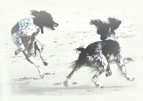 zwei spielende Hunde am Strand